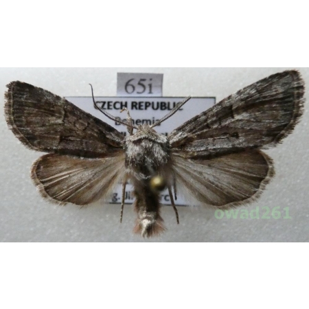 Brachylomia viminalis (Fabricius, 1776) Czech65i